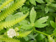 Chlorophanus viridis