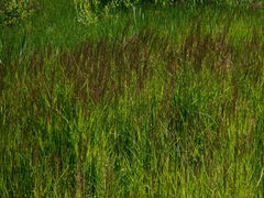 Calamagrostis purpurea