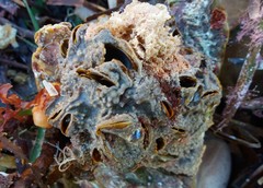 Vulsella ovata