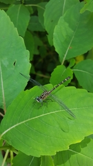 Stylogomphus sigmastylus