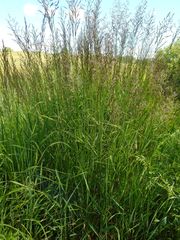 Calamagrostis purpurea