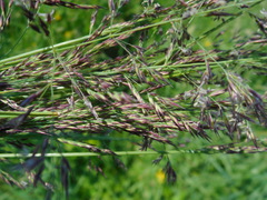 Calamagrostis purpurea