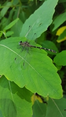 Stylogomphus sigmastylus