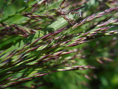 Calamagrostis purpurea