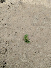 Dichondra occidentalis
