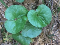 Asarum hartwegii