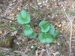 Asarum hartwegii