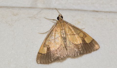 Evergestis limbata
