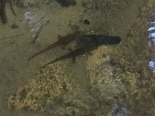 iNaturalist observation photo of Sierra Newt