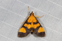 Metallarcha achoeusalis