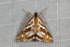Anydraula glycerialis
