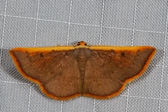 Picromorpha pyrrhopa