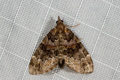 Chaetolopha decipiens