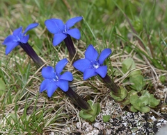 Gentiana brachyphylla