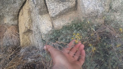 Acmispon argophyllus argophyllus