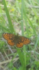 Boloria euphrosyne