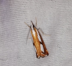 Catoptria