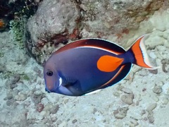 Acanthurus achilles