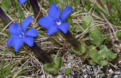 Gentiana brachyphylla