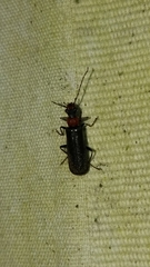 Dichelotarsus pattoni