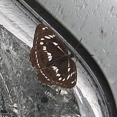 Limenitis homeyeri
