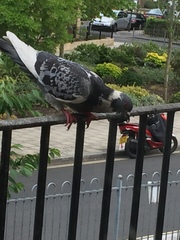 Columba livia domestica
