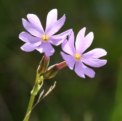 Primula halleri