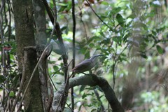 Ptiloris paradiseus