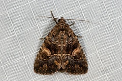 Condica macrosema