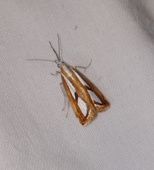 Catoptria