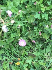 Convolvulus arvensis