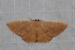 Poecilasthena anthodes