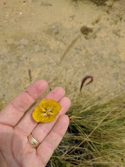 Calochortus weedii