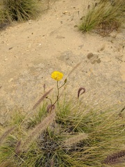 Calochortus weedii