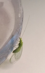 Pseudomallada prasinus