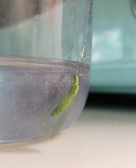 Pseudomallada prasinus