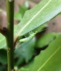 Pseudomallada prasinus