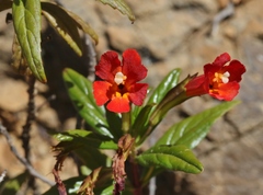 Diplacus parviflorus