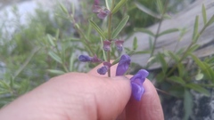 Scutellaria siphocampyloides