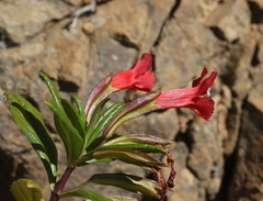 Diplacus parviflorus