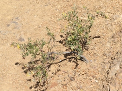 Acmispon dendroideus