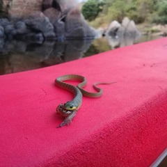 Erythrolamprus viridis
