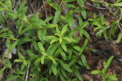Baccharis plummerae
