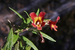 Diplacus aurantiacus × flemingii