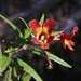 Hybrid Island Monkeyflower - Photo (c) James Bailey, some rights reserved (CC BY-NC), uploaded by James Bailey