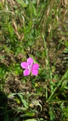 Dianthus deltoides deltoides