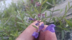 Scutellaria siphocampyloides