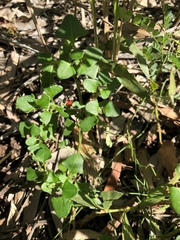 Chenopodium robertianum