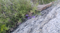 Scutellaria siphocampyloides