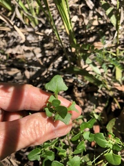 Chenopodium robertianum